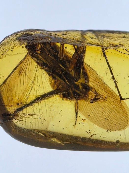 Birmese barnsteen - Barnsteen (Zonder minimumprijs), Collections, Minéraux & Fossiles