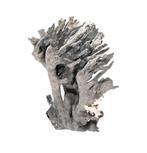 Koraal Koraal - Heliopora coerulea  27x19x16cm  RIESE