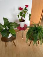 Plantentafel - Hout, kunststof, Metaal - Set van drie, Antiek en Kunst