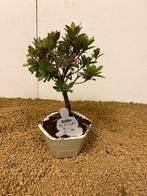 Bonsaï Azalée (Rhododendron) - Hauteur (arbre) : 19 cm -