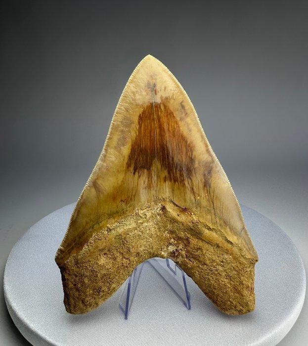 Megalodon - Fossiele tand - 14.5 cm - 11 cm, Verzamelen, Mineralen en Fossielen