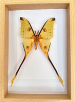 Mot Taxidermie volledige montage - Papillon Comète XL Argema