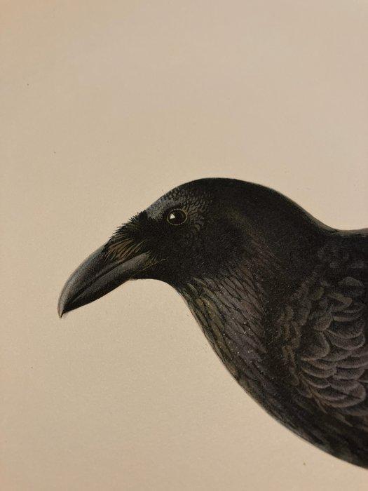 Von Wright brothers & Bror Halberg - Raven lithographic, Collections, Collections Animaux
