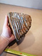 Wolharige mammoet - Fossiele kies - Mammuthus primigenius