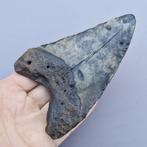 Requin mégalodon - Dent fossile - megaselachus megalodon -