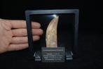 T-Rex Afrikaans met wortel - Fossiele tand -