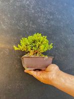 Bonsaï de lonicera - Hauteur (arbre) : 10 cm - Profondeur