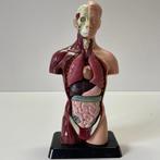 Anatomisch model - Kunststof - Tweede helft 20e eeuw