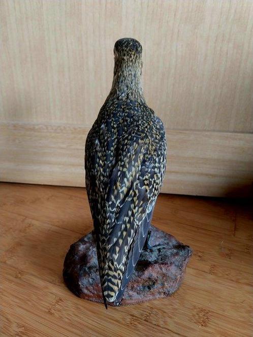 Europese pareldromer Taxidermie volledige montage -, Verzamelen, Dierenverzamelingen