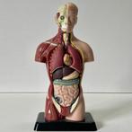 Anatomisch model - Kunststof - Tweede helft 20e eeuw