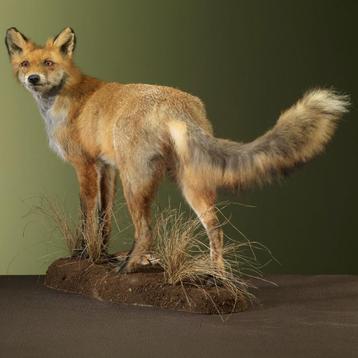 Vos Taxidermie Opgezette Dieren By Max beschikbaar voor biedingen