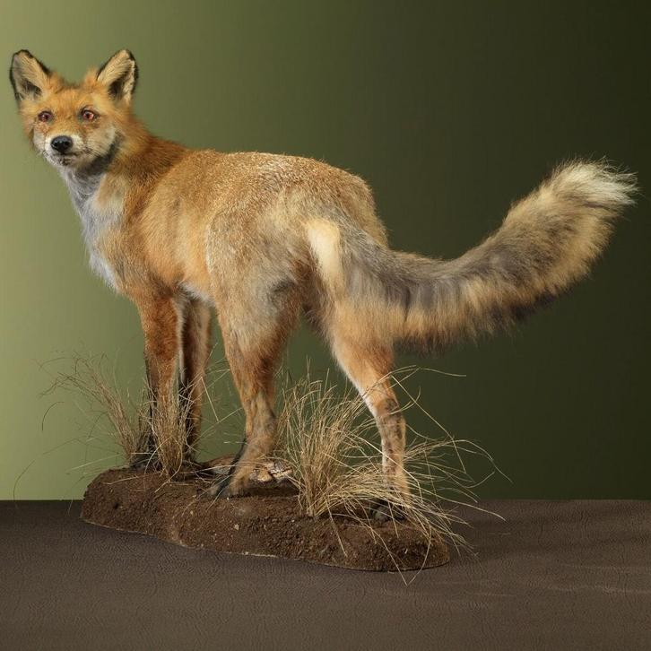 Vos Taxidermie Opgezette Dieren By Max, Verzamelen, Dierenverzamelingen, Opgezet dier, Nieuw, Wild dier, Ophalen of Verzenden
