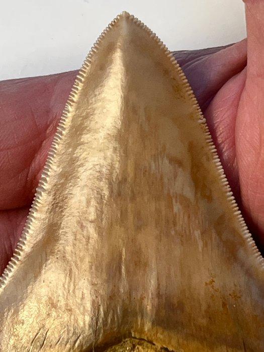 Megalodon tand 10,4 cm - Fossiele tand - Carcharocles, Verzamelen, Mineralen en Fossielen