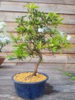 Azalea bonsai (Rhododendron) - Hoogte (boom): 27 cm - Diepte