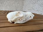 Arctische vos Schedel van een zoogdier - Vulpes lagopus - 6, Collections, Collections Animaux