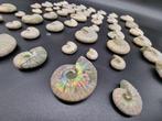 57 pièces ! Ammonites arc-en-ciel opales rares - Cleoniceras