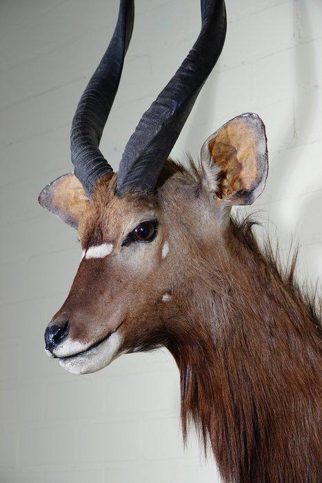 Fine Nyala Support mural pour taxidermie - Tragelaphus, Collections, Collections Animaux