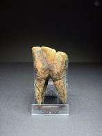 Wolharige neushoorn - Fossiele kies - Coelodonta