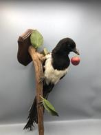 Ekster Taxidermie volledige montage - Pica Pica - 42 cm - 12, Nieuw
