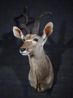 Support dépaule Grand Kudu - Crâne - Tragelaphus, Verzamelen, Dierenverzamelingen, Nieuw