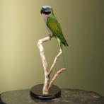 Lord Derbys Parkiet Taxidermie Opgezette Dieren By Max, Ophalen of Verzenden, Nieuw, Vogel, Opgezet dier