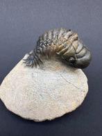 Trilobiet - Fossiel fragment - Crotalocephalina gibbus - 50