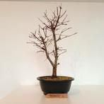 Japanse esdoorn Deshojo - bonsai - Acer palmatum, Tuin en Terras, Overige soorten, Vaste plant, Verzenden, Bloeit niet