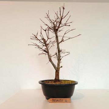 Japanse esdoorn Deshojo - bonsai - Acer palmatum beschikbaar voor biedingen