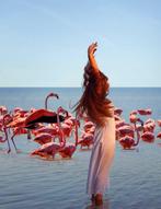 Tatiana Cardellicchio - Flamingo, Verzamelen