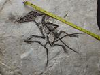 Squelette fossile extrêmement rare et complet de Pterosaurus, Collections