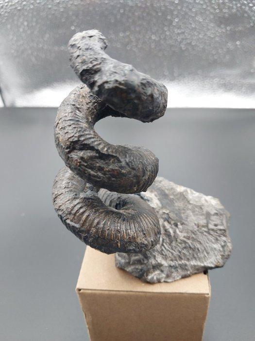 Ammoniet - Fossiel rugschild - 110 mm - 75 mm, Verzamelen, Mineralen en Fossielen