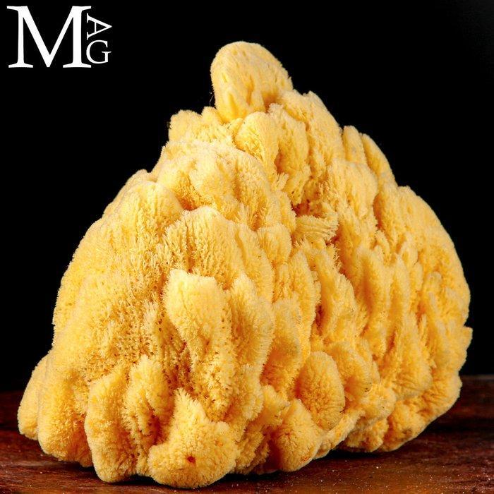 Natuurlijke sponzen uit de Middellandse Zee - Taxidermie, Collections, Collections Animaux