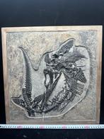 Fossiel - Fossiele matrix - Mixosaurus - 44 cm - 43 cm