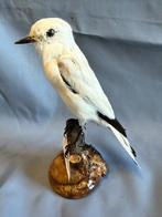 Witte monnik Taxidermie volledige montage - Xolmis irupero, Collections, Collections Animaux