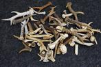 Ramures de Roebuck Crâne - Capreolus capreolus - 0 cm - 0 cm, Collections