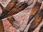 Fossile magnifique ressemblant à une créature extraterrestre