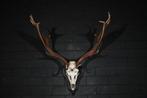 Fallow Buck Trophy Schedel - Dama dama - 40 cm - 80 cm - 80, Nieuw