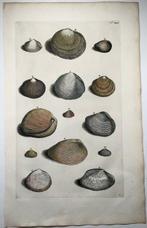 Maria Sibylla Merian; Georg Eberhard Rumphius - Exotic Sea