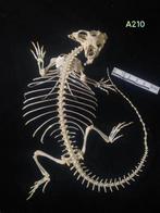 Centrale Baardagaam Skelet - Pogona vitticeps - 3 cm - 28 cm, Nieuw