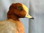 Fischione Taxidermie volledige montage - Mareca penelope, Verzamelen, Nieuw