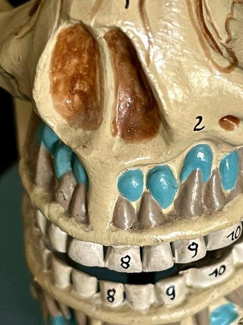 Anatomisch model (2) - hoogwaardige kunststof/somsoplast -, Antiek en Kunst, Antiek | Wandborden en Tegels