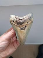 Megalodon - Fossiele tand - USA MEGALODON TOOTH - 11.4 cm -
