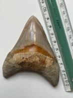 Megalodon tand 9,5 cm - Fossiele tand - Carcharocles, Verzamelen