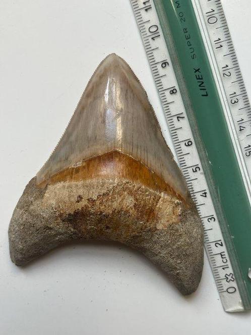 Megalodon tand 9,5 cm - Fossiele tand - Carcharocles, Verzamelen, Mineralen en Fossielen