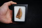 Dinosaurus - Fossiele tand - Carcharodontosaurus saharicus -