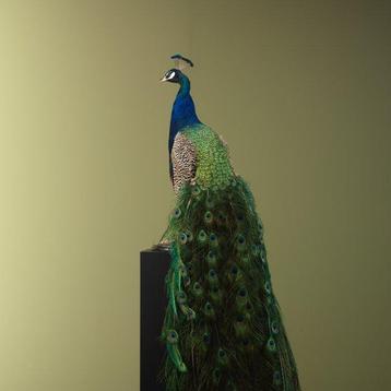 Pauw Taxidermie volledige montage - Pavo cristatus - 170 cm, Nieuw