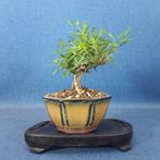 Japanse klimop bonsai - Hoogte (boom): 12 cm - Diepte