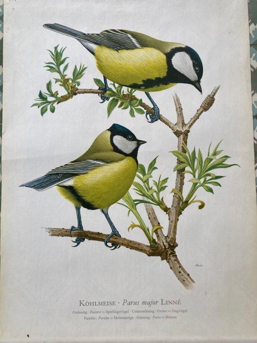 Murr - Kohlmeise - jaren 1950, Antiquités & Art, Art | Dessins & Photographie