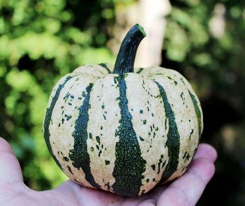 Honey Bun F1 Eetpompoen groen wit gestreept 250 zaden, Maison & Meubles, Accessoires pour la Maison | Plantes & Fleurs artificielles