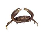 Beeldje - Lifelike Crab - 32 cm - Brons, Antiek en Kunst